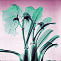 Amazon Orchids - Lightweight 100% Cashmere Sizecarf by James Paul Cheung