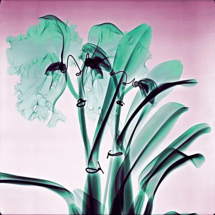 Amazon Orchids - Lightweight 100% Cashmere Sizecarf by James Paul Cheung