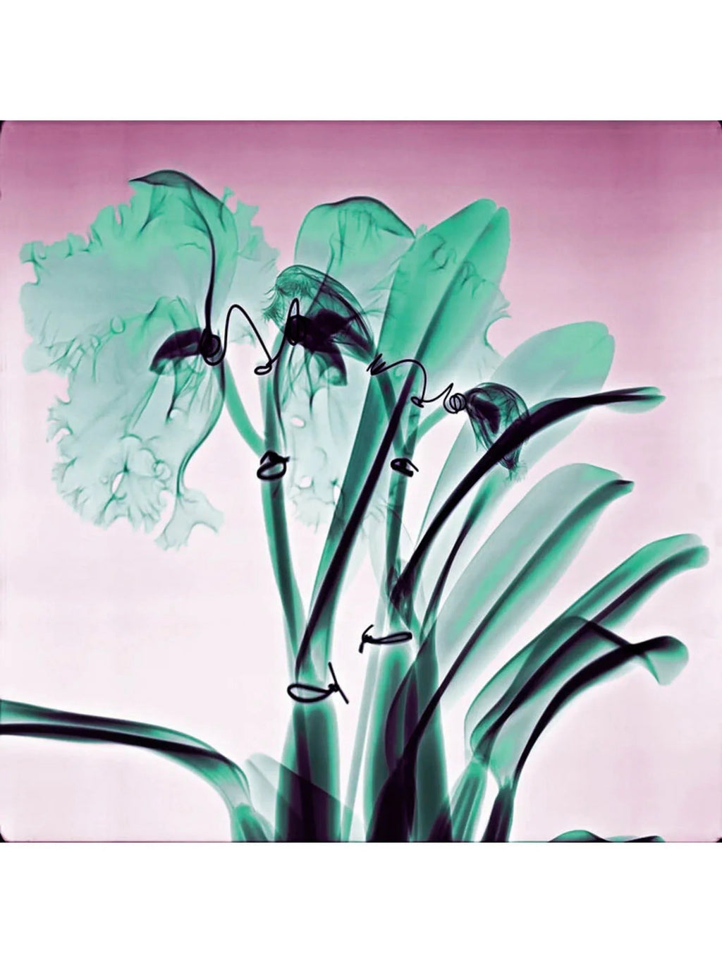 Amazon Orchids - Lightweight 100% Cashmere Sizecarf by James Paul Cheung